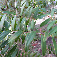 In lawn on sandy slope, Virginia Lake, Whanganui.<br>Photographer: Colin C. Ogle, Date taken: 15/11/2019, Licence: Public domain. <a class='member-message' href='/nzpcn/why-join-nzpcn/' target='_blank'>Members can view a larger version of this image.</a>