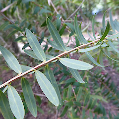In lawn on sandy slope, Virginia Lake, Whanganui.<br>Photographer: Colin C. Ogle, Date taken: 15/11/2019, Licence: Public domain. <a class='member-message' href='/nzpcn/why-join-nzpcn/' target='_blank'>Members can view a larger version of this image.</a>