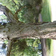 Tree on lawn on sandy slope, Virginia Lake, Whanganui.<br>Photographer: Colin C. Ogle, Date taken: 15/11/2019, Licence: Public domain. <a class='member-message' href='/nzpcn/why-join-nzpcn/' target='_blank'>Members can view a larger version of this image.</a>
