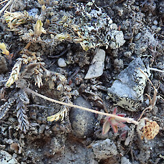Mahaka Katia-Pisa Flats Reserve.<br>Photographer: Melissa Hutchison, Date taken: 07/12/2022, Licence: <a target='_blank' href='https://creativecommons.org/licenses/by-nc/4.0'>CC BY-NC</a>. <a class='member-message' href='/nzpcn/why-join-nzpcn/' target='_blank'>Members can view a larger version of this image.</a>