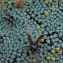 Mahaka Katia-Pisa Flats Reserve.<br>Photographer: Melissa Hutchison, Date taken: 07/12/2022, Licence: <a target='_blank' href='https://creativecommons.org/licenses/by-nc/4.0'>CC BY-NC</a>. <a class='member-message' href='/nzpcn/why-join-nzpcn/' target='_blank'>Members can view a larger version of this image.</a>
