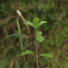 Local herb in damp gully, Waimata Gisborne.<br>Photographer: Marley Ford, Date taken: 18/04/2022, Licence: <a target='_blank' href='https://creativecommons.org/licenses/by/4.0'>CC BY</a>. <a class='member-message' href='/nzpcn/why-join-nzpcn/' target='_blank'>Members can view a larger version of this image.</a>