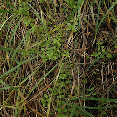 Local herb in damp gully, Waimata Gisborne.<br>Photographer: Marley Ford, Date taken: 18/04/2022, Licence: <a target='_blank' href='https://creativecommons.org/licenses/by/4.0'>CC BY</a>. <a class='member-message' href='/nzpcn/why-join-nzpcn/' target='_blank'>Members can view a larger version of this image.</a>