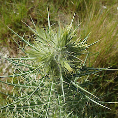 Photographer: Melissa Hutchison, Date taken: 25/11/2022, Licence: <a target='_blank' href='https://creativecommons.org/licenses/by-nc/4.0'>CC BY-NC</a>. <a class='member-message' href='/nzpcn/why-join-nzpcn/' target='_blank'>Members can view a larger version of this image.</a>