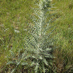 Photographer: Melissa Hutchison, Date taken: 25/11/2022, Licence: <a target='_blank' href='https://creativecommons.org/licenses/by-nc/4.0'>CC BY-NC</a>. <a class='member-message' href='/nzpcn/why-join-nzpcn/' target='_blank'>Members can view a larger version of this image.</a>