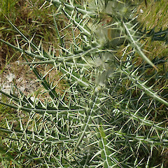 Photographer: Melissa Hutchison, Date taken: 25/11/2022, Licence: <a target='_blank' href='https://creativecommons.org/licenses/by-nc/4.0'>CC BY-NC</a>. <a class='member-message' href='/nzpcn/why-join-nzpcn/' target='_blank'>Members can view a larger version of this image.</a>