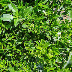 Lepidium oligodontum foliage and flowers - Antipodes Island.<br>Photographer: David M. Houston, Date taken: 25/11/2022, Licence: <a target='_blank' href='https://creativecommons.org/licenses/by/4.0'>CC BY</a>. <a class='member-message' href='/nzpcn/why-join-nzpcn/' target='_blank'>Members can view a larger version of this image.</a>