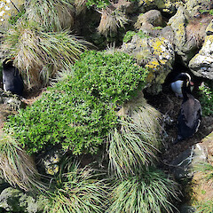 Lepidium oligodontum plant growing amongst Puccinellia antipoda. Antipodes Island.<br>Photographer: David M. Houston, Date taken: 25/11/2022, Licence: <a target='_blank' href='https://creativecommons.org/licenses/by/4.0'>CC BY</a>. <a class='member-message' href='/nzpcn/why-join-nzpcn/' target='_blank'>Members can view a larger version of this image.</a>