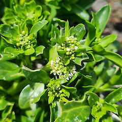 Close up of flowers of Lepidium oligodontum.<br>Photographer: David M. Houston, Date taken: 25/11/2022, Licence: <a target='_blank' href='https://creativecommons.org/licenses/by/4.0'>CC BY</a>. <a class='member-message' href='/nzpcn/why-join-nzpcn/' target='_blank'>Members can view a larger version of this image.</a>