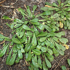 Basal leaves and rosettes. Point Somes, Rekohu (Chatham Island).<br>Photographer: Peter J de Lange, Date taken: 04/05/2019, Licence: <a target='_blank' href='https://creativecommons.org/licenses/by/4.0'>CC BY</a>. <a class='member-message' href='/nzpcn/why-join-nzpcn/' target='_blank'>Members can view a larger version of this image.</a>