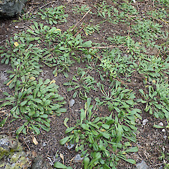 Plants growing in active seal colony (these specimens are flat because seals lie on them). Rock Stacks of shore, Point Somes, Rekohu.<br>Photographer: Peter J de Lange, Date taken: 05/05/2019, Licence: <a target='_blank' href='https://creativecommons.org/licenses/by/4.0'>CC BY</a>. <a class='member-message' href='/nzpcn/why-join-nzpcn/' target='_blank'>Members can view a larger version of this image.</a>