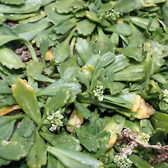 Flowering plant. Rock Stacks off Point Somes, Rekohu.<br>Photographer: Peter J de Lange, Date taken: 23/12/2020, Licence: <a target='_blank' href='https://creativecommons.org/licenses/by/4.0'>CC BY</a>. <a class='member-message' href='/nzpcn/why-join-nzpcn/' target='_blank'>Members can view a larger version of this image.</a>
