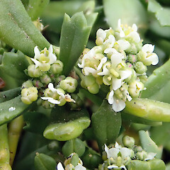 Flowers showing 2, 3 and 4 stamens - Lepidium oligodontum has a range of stamen numbers. Rock stacks off Point Somes, Rekohu.<br>Photographer: Peter J de Lange, Date taken: 23/12/2020, Licence: <a target='_blank' href='https://creativecommons.org/licenses/by/4.0'>CC BY</a>. <a class='member-message' href='/nzpcn/why-join-nzpcn/' target='_blank'>Members can view a larger version of this image.</a>