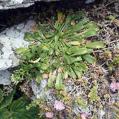 Flowering plant showing growth habit and associated species (Disphyma papillatum and Urtica australis). Rock stack off Point Somes, Rekohu.<br>Photographer: Peter J de Lange, Date taken: 23/12/2022, Licence: <a target='_blank' href='https://creativecommons.org/licenses/by/4.0'>CC BY</a>. <a class='member-message' href='/nzpcn/why-join-nzpcn/' target='_blank'>Members can view a larger version of this image.</a>