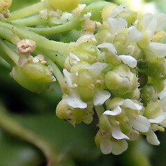 Flowers with immature fruit (stamens mostly 4, some with 3 or 6). Rock Stacks off Point Somes, Rekohu.<br>Photographer: Peter J de Lange, Date taken: 23/12/2020, Licence: <a target='_blank' href='https://creativecommons.org/licenses/by/4.0'>CC BY</a>. <a class='member-message' href='/nzpcn/why-join-nzpcn/' target='_blank'>Members can view a larger version of this image.</a>