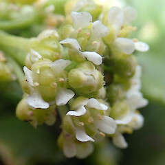 Flowers with immature fruit (stamens mostly 3 or 4). Rock Stacks off Point Somes, Rekohu.<br>Photographer: Peter J de Lange, Date taken: 23/12/2020, Licence: <a target='_blank' href='https://creativecommons.org/licenses/by/4.0'>CC BY</a>. <a class='member-message' href='/nzpcn/why-join-nzpcn/' target='_blank'>Members can view a larger version of this image.</a>
