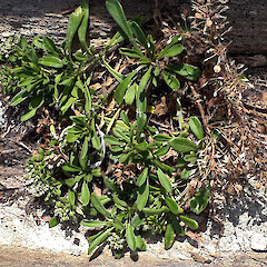 Flowering and fruiting plant. Te Wakaru, Rekohu.<br>Photographer: Peter J de Lange, Date taken: 27/01/2018, Licence: <a target='_blank' href='https://creativecommons.org/licenses/by/4.0'>CC BY</a>. <a class='member-message' href='/nzpcn/why-join-nzpcn/' target='_blank'>Members can view a larger version of this image.</a>