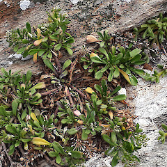 Flowering and fruiting plant. Te Wakaru, Rekohu.<br>Photographer: Peter J de Lange, Date taken: 27/01/2018, Licence: <a target='_blank' href='https://creativecommons.org/licenses/by/4.0'>CC BY</a>. <a class='member-message' href='/nzpcn/why-join-nzpcn/' target='_blank'>Members can view a larger version of this image.</a>