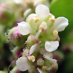 Flower with four stamens. Te Wakaru, Rekohu.<br>Photographer: Peter J de Lange, Date taken: 19/12/2020, Licence: <a target='_blank' href='https://creativecommons.org/licenses/by/4.0'>CC BY</a>. <a class='member-message' href='/nzpcn/why-join-nzpcn/' target='_blank'>Members can view a larger version of this image.</a>