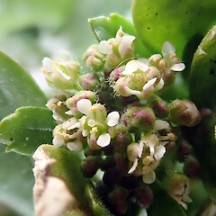 Inflorescence showing flowers with two and three stamens. Te Wakaru, Rekohu.<br>Photographer: Peter J de Lange, Date taken: 19/12/2020, Licence: <a target='_blank' href='https://creativecommons.org/licenses/by/4.0'>CC BY</a>. <a class='member-message' href='/nzpcn/why-join-nzpcn/' target='_blank'>Members can view a larger version of this image.</a>