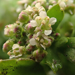 Inflorescence with flowers showing two and four stamens. Te Wakaru, Rekohu.<br>Photographer: Peter J de Lange, Date taken: 19/12/2020, Licence: <a target='_blank' href='https://creativecommons.org/licenses/by/4.0'>CC BY</a>. <a class='member-message' href='/nzpcn/why-join-nzpcn/' target='_blank'>Members can view a larger version of this image.</a>