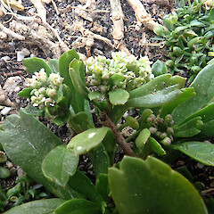 Inflorescences. Te Wakaru, Rekohuz.<br>Photographer: Peter J de Lange, Date taken: 19/12/2020, Licence: <a target='_blank' href='https://creativecommons.org/licenses/by/4.0'>CC BY</a>. <a class='member-message' href='/nzpcn/why-join-nzpcn/' target='_blank'>Members can view a larger version of this image.</a>
