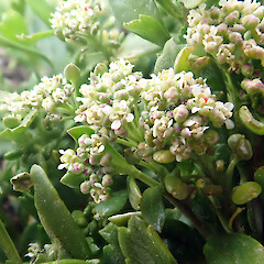 Inflorescences - the congest state is typical of this species. Te Wakaru, Rekohu.<br>Photographer: Peter J de Lange, Date taken: 19/12/2020, Licence: <a target='_blank' href='https://creativecommons.org/licenses/by/4.0'>CC BY</a>. <a class='member-message' href='/nzpcn/why-join-nzpcn/' target='_blank'>Members can view a larger version of this image.</a>