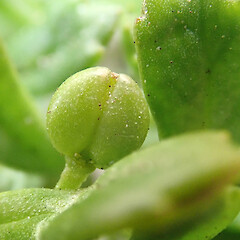 Immature silicle (fruit). Te Wakaru, Rekohu.<br>Photographer: Peter J de Lange, Date taken: 19/12/2020, Licence: <a target='_blank' href='https://creativecommons.org/licenses/by/4.0'>CC BY</a>. <a class='member-message' href='/nzpcn/why-join-nzpcn/' target='_blank'>Members can view a larger version of this image.</a>