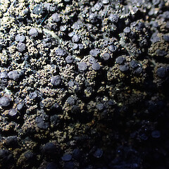 Saxicolous on concrete post, Queenstown Otago.<br>Photographer: Marley Ford, Date taken: 06/12/2022, Licence: <a target='_blank' href='https://creativecommons.org/licenses/by/4.0'>CC BY</a>. <a class='member-message' href='/nzpcn/why-join-nzpcn/' target='_blank'>Members can view a larger version of this image.</a>