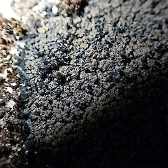 Saxicolous on concrete post, Queenstown Otago.<br>Photographer: Marley Ford, Date taken: 06/12/2022, Licence: <a target='_blank' href='https://creativecommons.org/licenses/by/4.0'>CC BY</a>. <a class='member-message' href='/nzpcn/why-join-nzpcn/' target='_blank'>Members can view a larger version of this image.</a>
