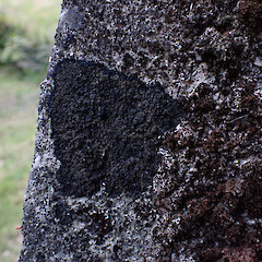 Saxicolous on concrete post, Queenstown Otago.<br>Photographer: Marley Ford, Date taken: 06/12/2022, Licence: <a target='_blank' href='https://creativecommons.org/licenses/by/4.0'>CC BY</a>. <a class='member-message' href='/nzpcn/why-join-nzpcn/' target='_blank'>Members can view a larger version of this image.</a>