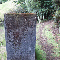 Saxicolous on concrete post, Queenstown Otago.<br>Photographer: Marley Ford, Date taken: 06/12/2022, Licence: <a target='_blank' href='https://creativecommons.org/licenses/by/4.0'>CC BY</a>. <a class='member-message' href='/nzpcn/why-join-nzpcn/' target='_blank'>Members can view a larger version of this image.</a>