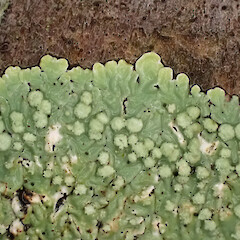 Wet, corticolous on fallen peach tree, Mt Eden Auckland.<br>Photographer: Marley Ford, Date taken: 26/12/2022, Licence: <a target='_blank' href='https://creativecommons.org/licenses/by/4.0'>CC BY</a>. <a class='member-message' href='/nzpcn/why-join-nzpcn/' target='_blank'>Members can view a larger version of this image.</a>
