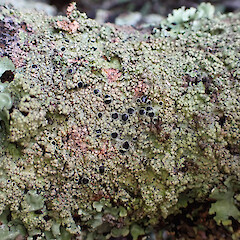 Dirinaria applanata