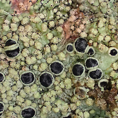 Wet, corticolous on fallen peach tree, Mt Eden Auckland.<br>Photographer: Marley Ford, Date taken: 26/12/2022, Licence: <a target='_blank' href='https://creativecommons.org/licenses/by/4.0'>CC BY</a>. <a class='member-message' href='/nzpcn/why-join-nzpcn/' target='_blank'>Members can view a larger version of this image.</a>