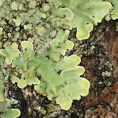 Wet, corticolous on fallen peach tree, Mt Eden Auckland.<br>Photographer: Marley Ford, Date taken: 26/12/2022, Licence: <a target='_blank' href='https://creativecommons.org/licenses/by/4.0'>CC BY</a>. <a class='member-message' href='/nzpcn/why-join-nzpcn/' target='_blank'>Members can view a larger version of this image.</a>