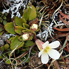 Mt Ruapehu.<br>Photographer: Melissa Hutchison, Date taken: 08/10/2022, Licence: <a target='_blank' href='https://creativecommons.org/licenses/by-nc/4.0'>CC BY-NC</a>.