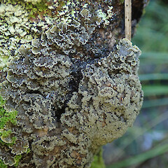 Dean Burn, Fiordland.<br>Photographer: Melissa Hutchison, Date taken: 27/05/2022, Licence: <a target='_blank' href='https://creativecommons.org/licenses/by-nc/4.0'>CC BY-NC</a>. <a class='member-message' href='/nzpcn/why-join-nzpcn/' target='_blank'>Members can view a larger version of this image.</a>