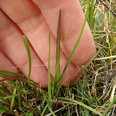 Photographer: Melissa Hutchison, Date taken: 07/01/2023, Licence: <a target='_blank' href='https://creativecommons.org/licenses/by-nc/4.0'>CC BY-NC</a>. <a class='member-message' href='/nzpcn/why-join-nzpcn/' target='_blank'>Members can view a larger version of this image.</a>