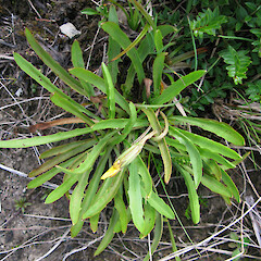 Haystack Creek.<br>Photographer: Melissa Hutchison, Date taken: 30/01/2010, Licence: <a target='_blank' href='https://creativecommons.org/licenses/by-nc/4.0'>CC BY-NC</a>. <a class='member-message' href='/nzpcn/why-join-nzpcn/' target='_blank'>Members can view a larger version of this image.</a>