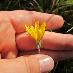 Photographer: Melissa Hutchison, Date taken: 19/04/2015, Licence: <a target='_blank' href='https://creativecommons.org/licenses/by-nc/4.0'>CC BY-NC</a>. <a class='member-message' href='/nzpcn/why-join-nzpcn/' target='_blank'>Members can view a larger version of this image.</a>