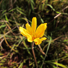 Photographer: Melissa Hutchison, Date taken: 19/04/2015, Licence: <a target='_blank' href='https://creativecommons.org/licenses/by-nc/4.0'>CC BY-NC</a>. <a class='member-message' href='/nzpcn/why-join-nzpcn/' target='_blank'>Members can view a larger version of this image.</a>