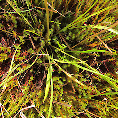 Photographer: Melissa Hutchison, Date taken: 19/04/2015, Licence: <a target='_blank' href='https://creativecommons.org/licenses/by-nc/4.0'>CC BY-NC</a>. <a class='member-message' href='/nzpcn/why-join-nzpcn/' target='_blank'>Members can view a larger version of this image.</a>