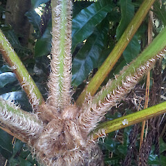 Crownshaft on wild plant - showing scales and light coloured stipes. New Zealand, North Island, Auckland, Mt Albert, Monaghan Street.<br>Photographer: Peter J de Lange, Date taken: 03/07/2016, Licence: <a target='_blank' href='https://creativecommons.org/licenses/by/4.0'>CC BY</a>. <a class='member-message' href='/nzpcn/why-join-nzpcn/' target='_blank'>Members can view a larger version of this image.</a>