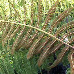 Fertile frond in cultivated specimens growing in shopping mall. Auckland, Mt Albert Westfield St Lukes.<br>Photographer: Peter J de Lange, Date taken: 24/12/2014, Licence: <a target='_blank' href='https://creativecommons.org/licenses/by/4.0'>CC BY</a>. <a class='member-message' href='/nzpcn/why-join-nzpcn/' target='_blank'>Members can view a larger version of this image.</a>