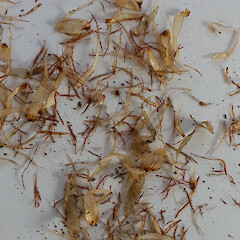 Stipe scales from wild plant. Auckland, Mt Albert, Roy Clements Tree Way near Alberton Road.<br>Photographer: Peter J de Lange, Date taken: 03/09/2017, Licence: <a target='_blank' href='https://creativecommons.org/licenses/by/4.0'>CC BY</a>. <a class='member-message' href='/nzpcn/why-join-nzpcn/' target='_blank'>Members can view a larger version of this image.</a>