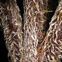 Crownshaft of juvenile wild plant showing scales. New Zealand, Auckland, St Heliers, Dingle Dell Reserve.<br>Photographer: Peter J de Lange, Date taken: 09/06/2018, Licence: <a target='_blank' href='https://creativecommons.org/licenses/by/4.0'>CC BY</a>. <a class='member-message' href='/nzpcn/why-join-nzpcn/' target='_blank'>Members can view a larger version of this image.</a>
