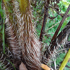 Crownshaft showing stipe bases and scales of naturalised plant. New Zealand, Omaha Bay, Point Wells, Point Wells Road.<br>Photographer: Peter J de Lange, Date taken: 12/10/2018, Licence: <a target='_blank' href='https://creativecommons.org/licenses/by/4.0'>CC BY</a>. <a class='member-message' href='/nzpcn/why-join-nzpcn/' target='_blank'>Members can view a larger version of this image.</a>