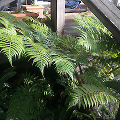 Naturalised plant growing through old deck on residential property. New Zealand, Auckland, Point Chevalier, Point Chevalier Road.<br>Photographer: Peter J de Lange, Date taken: 28/05/2016, Licence: <a target='_blank' href='https://creativecommons.org/licenses/by/4.0'>CC BY</a>. <a class='member-message' href='/nzpcn/why-join-nzpcn/' target='_blank'>Members can view a larger version of this image.</a>