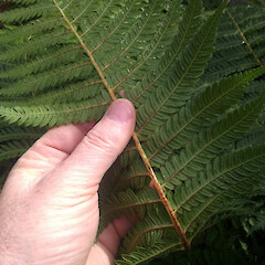Abaxial frond from naturalised plant growing through old deck on residential property. New Zealand, Auckland, Point Chevalier, Point Chevalier Road.<br>Photographer: Peter J de Lange, Date taken: 28/05/2016, Licence: <a target='_blank' href='https://creativecommons.org/licenses/by/4.0'>CC BY</a>. <a class='member-message' href='/nzpcn/why-join-nzpcn/' target='_blank'>Members can view a larger version of this image.</a>